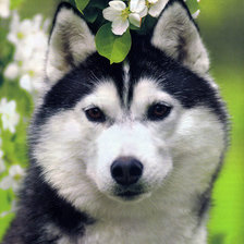 Cross stitch pattern: #519564