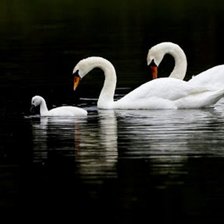 Cross stitch pattern: #519565