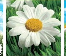 Cross stitch pattern: #520678