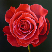 Cross stitch pattern: #520841