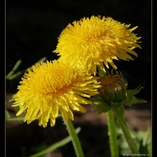 Cross stitch pattern: #520845