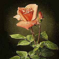 Cross stitch pattern: #521351