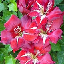 Cross stitch pattern: #522852