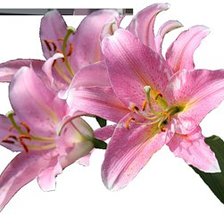 Cross stitch pattern: #525048