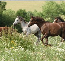 Cross stitch pattern: #525052