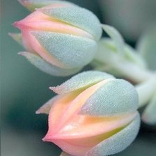 Cross stitch pattern: #525383