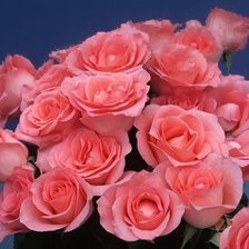 Cross stitch pattern: #529988