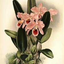 Cross stitch pattern: #530674