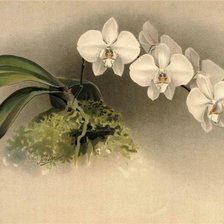Cross stitch pattern: #530684