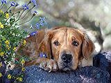 Cross stitch pattern: #533308