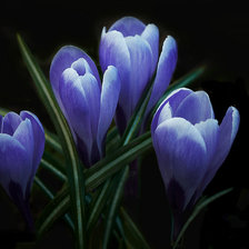 Cross stitch pattern: #534095