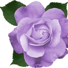 Cross stitch pattern: #535643