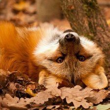 Cross stitch pattern: #536637
