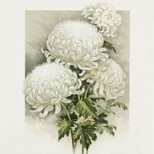 Cross stitch pattern: #538716