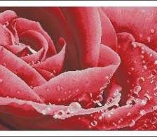 Cross stitch pattern: #538761