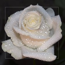 Cross stitch pattern: #539373