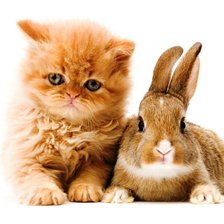 Cross stitch pattern: #540499