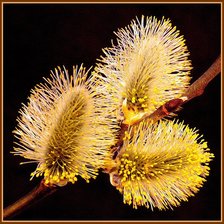 Cross stitch pattern: #541007