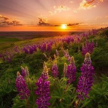 Cross stitch pattern: #541339