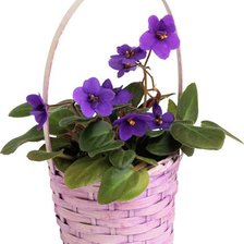 Cross stitch pattern: #541813