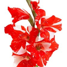 Cross stitch pattern: #541822