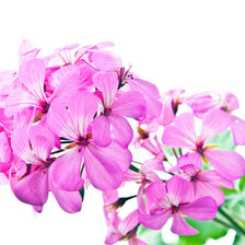 Cross stitch pattern: #541824