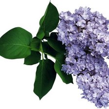 Cross stitch pattern: #541825