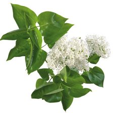 Cross stitch pattern: #541827