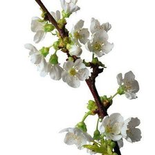 Cross stitch pattern: #541828