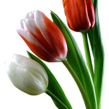 Cross stitch pattern: #541831