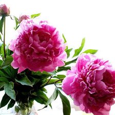 Cross stitch pattern: #541838