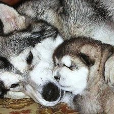 Cross stitch pattern: #542220