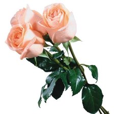 Cross stitch pattern: #542365