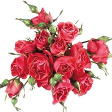 Cross stitch pattern: #542366