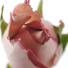 Cross stitch pattern: #542389