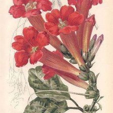 Cross stitch pattern: #543102