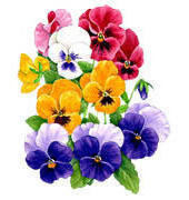 Cross stitch pattern: #543154