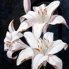 Cross stitch pattern: #543749
