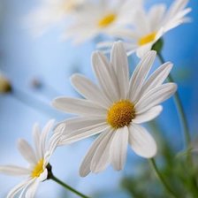 Cross stitch pattern: #545159