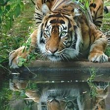 Cross stitch pattern: #545441