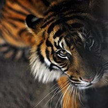 Cross stitch pattern: #545446