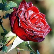 Cross stitch pattern: #545503