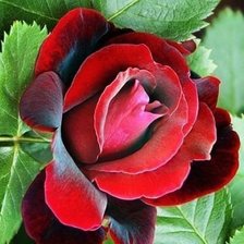Cross stitch pattern: #545544