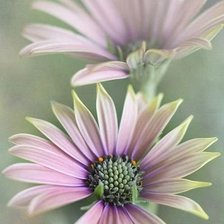 Cross stitch pattern: #545570