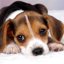 Cross stitch pattern: #545820