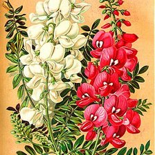 Cross stitch pattern: #546556