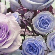 Cross stitch pattern: #547075