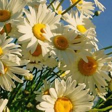 Cross stitch pattern: #547187