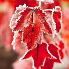Cross stitch pattern: #547241
