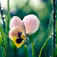 Cross stitch pattern: #547281